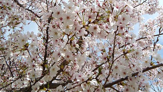 静岡市のサクラ開花予想2013