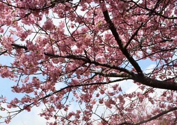 河津桜の開花、見頃