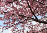 河津桜の開花、見頃